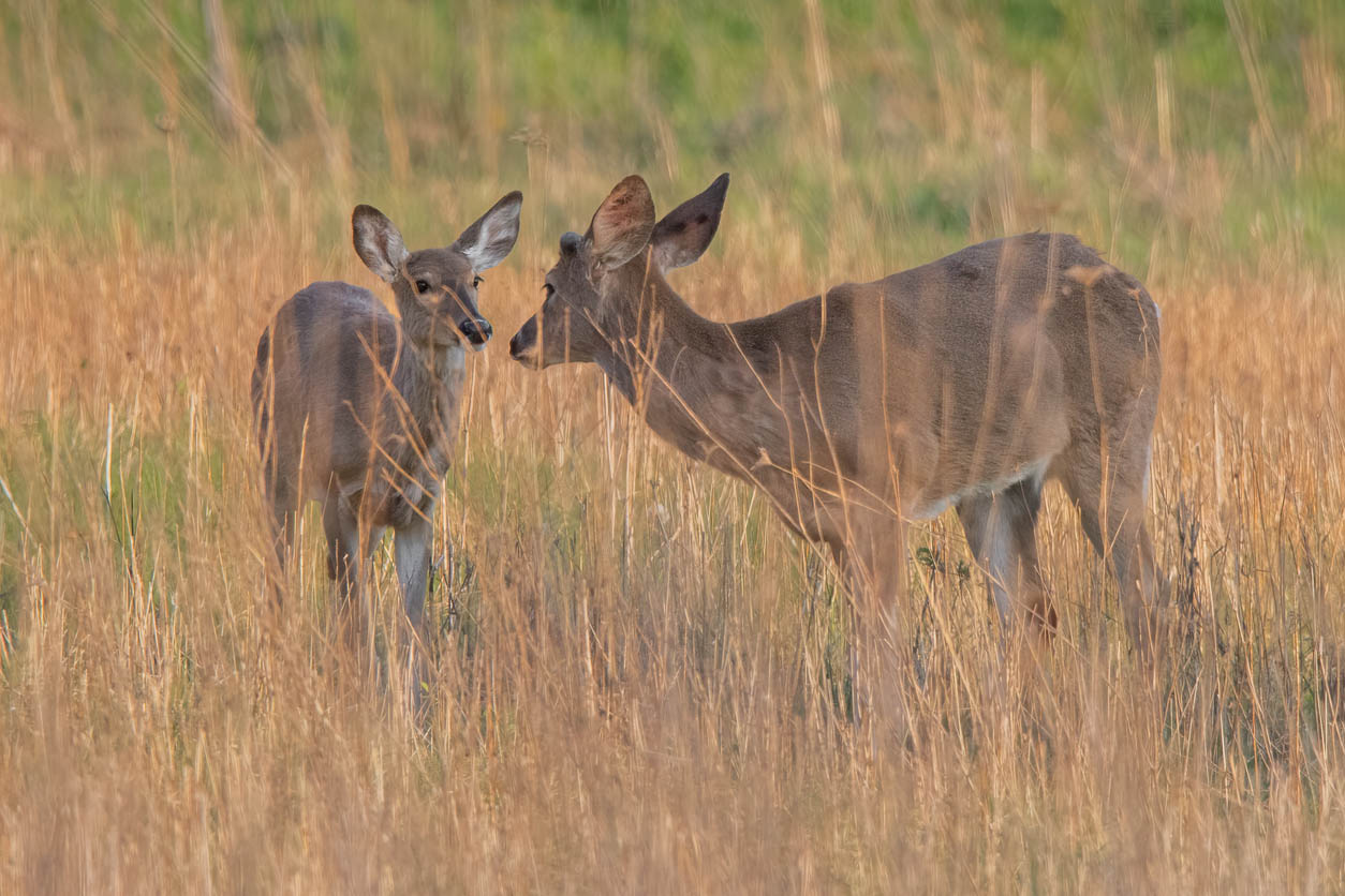 Deer in open field